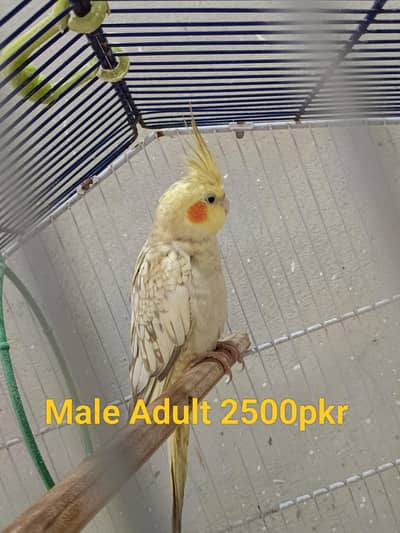 Cockatiel Parrots
