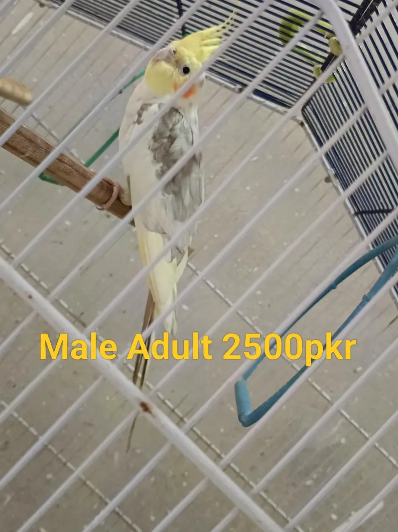 Cockatiel Parrots — photo 6