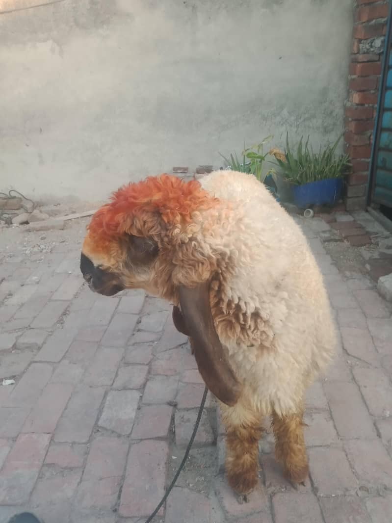 bakra 0
