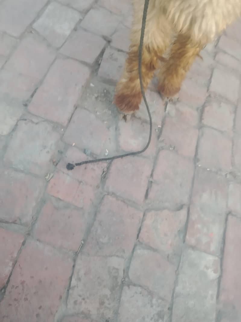 bakra 1