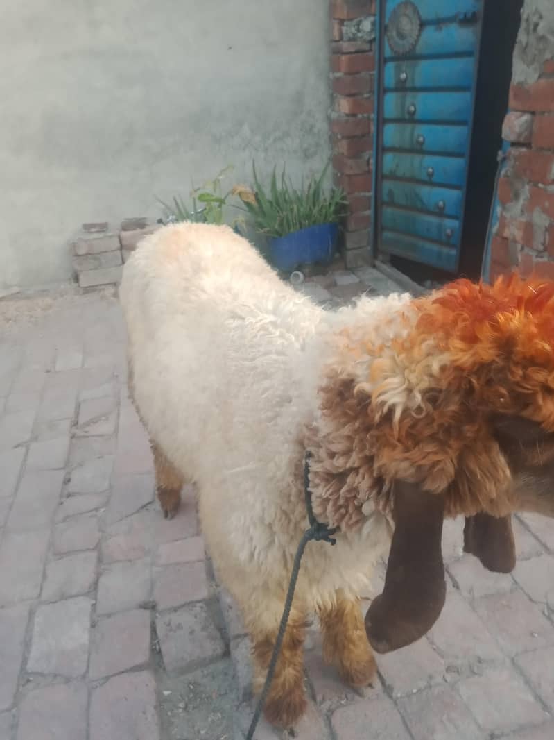 bakra 2