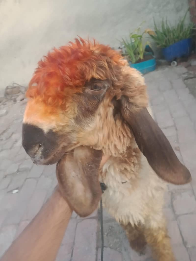 bakra 3
