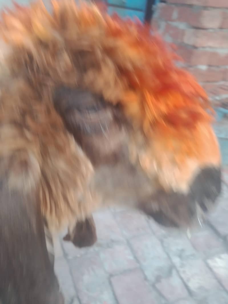 bakra 4