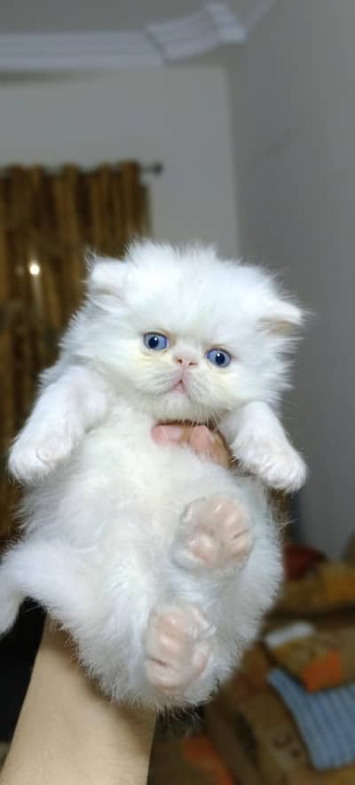 PEKI CFA BLOOD LINE PEKI KITTENS AVAILABLE