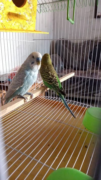 birda