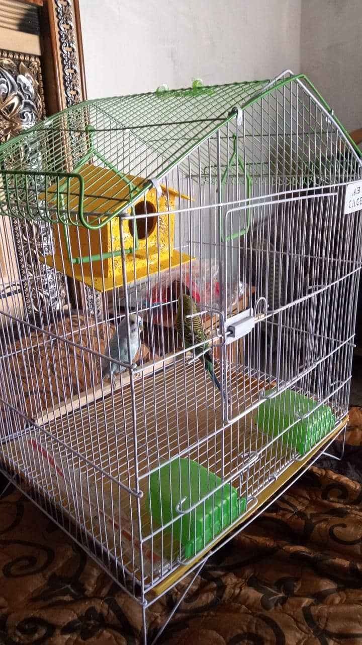 birda 1