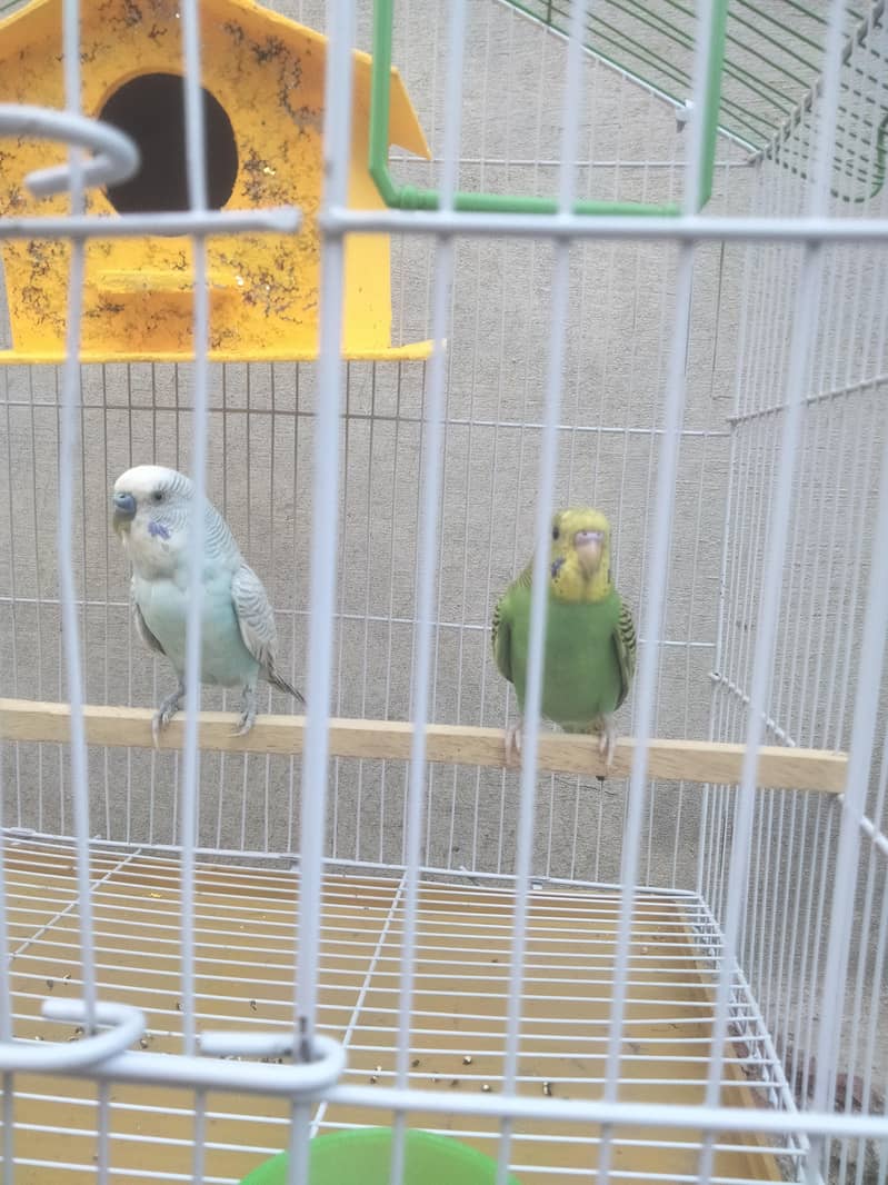 birda 2