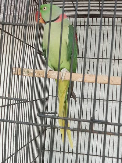 Kashmiri breedr pair