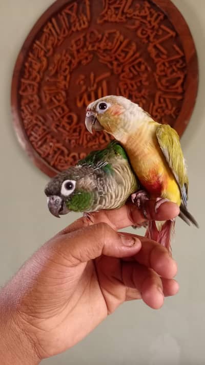 handtame conure pair