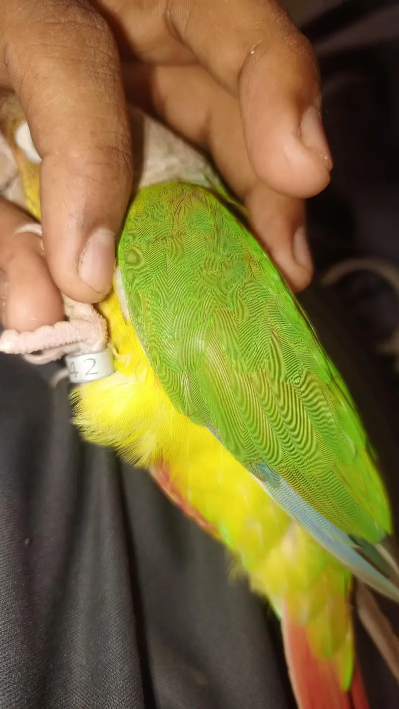 handtame conure pair — photo 2