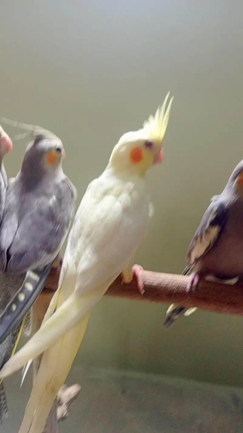 handtame conure pair — photo 3