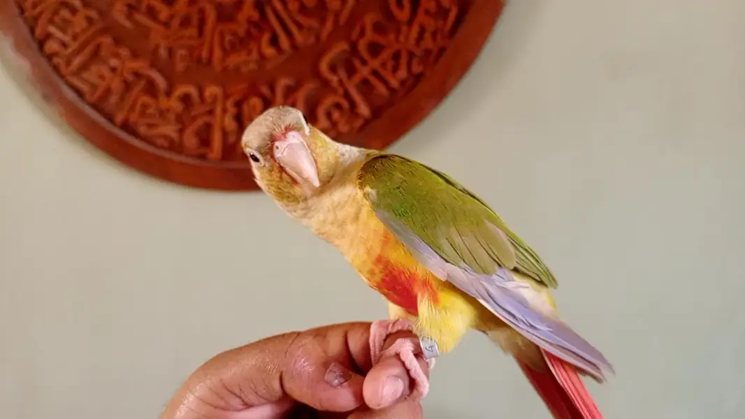 handtame conure pair — photo 4