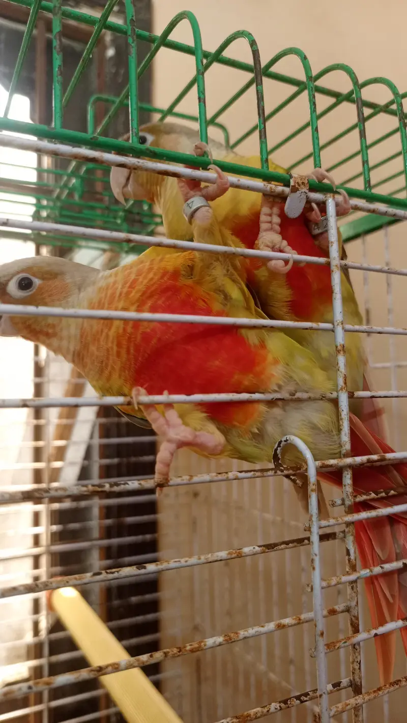 handtame conure pair — photo 5