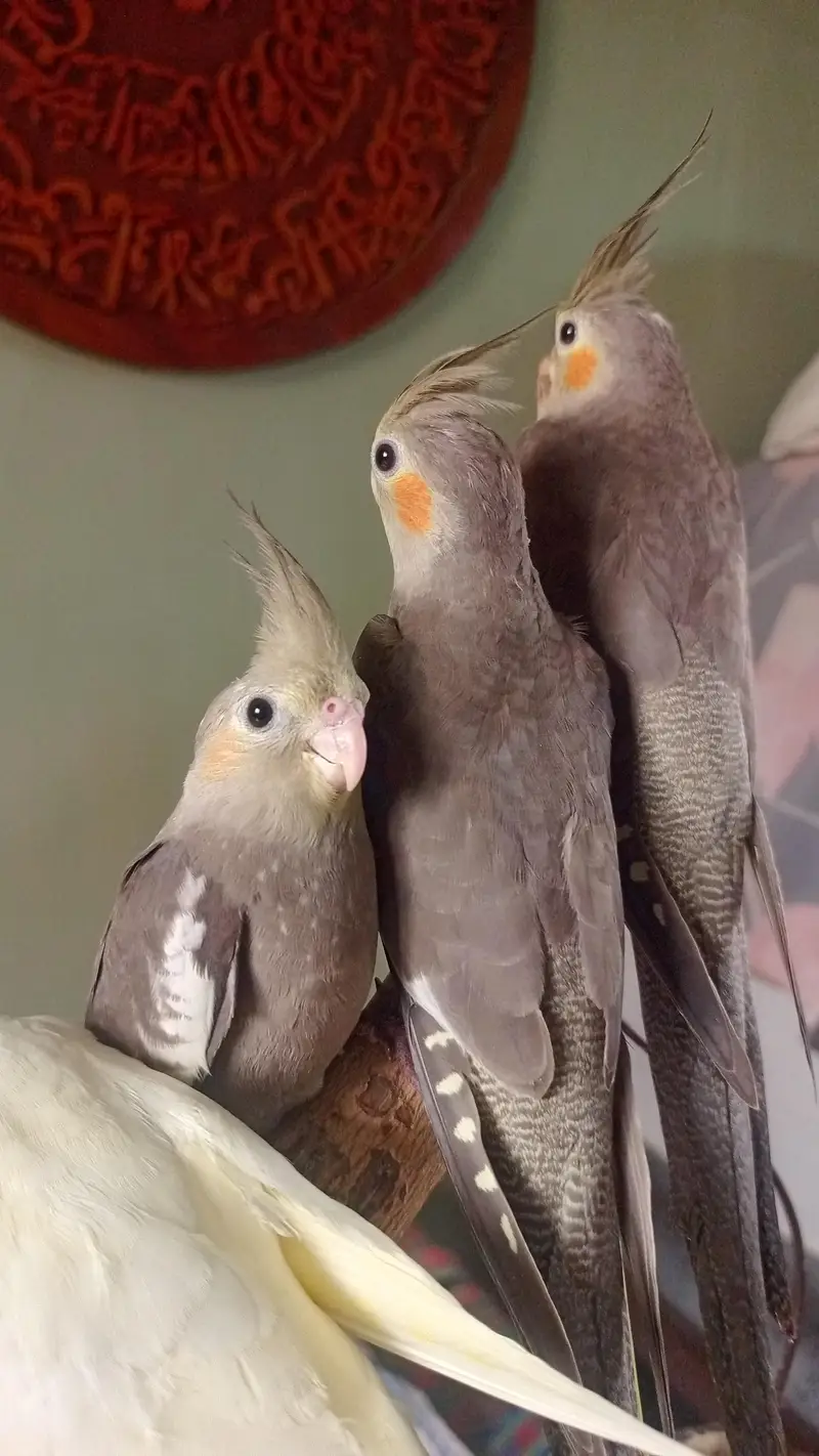 handtame conure pair — photo 6