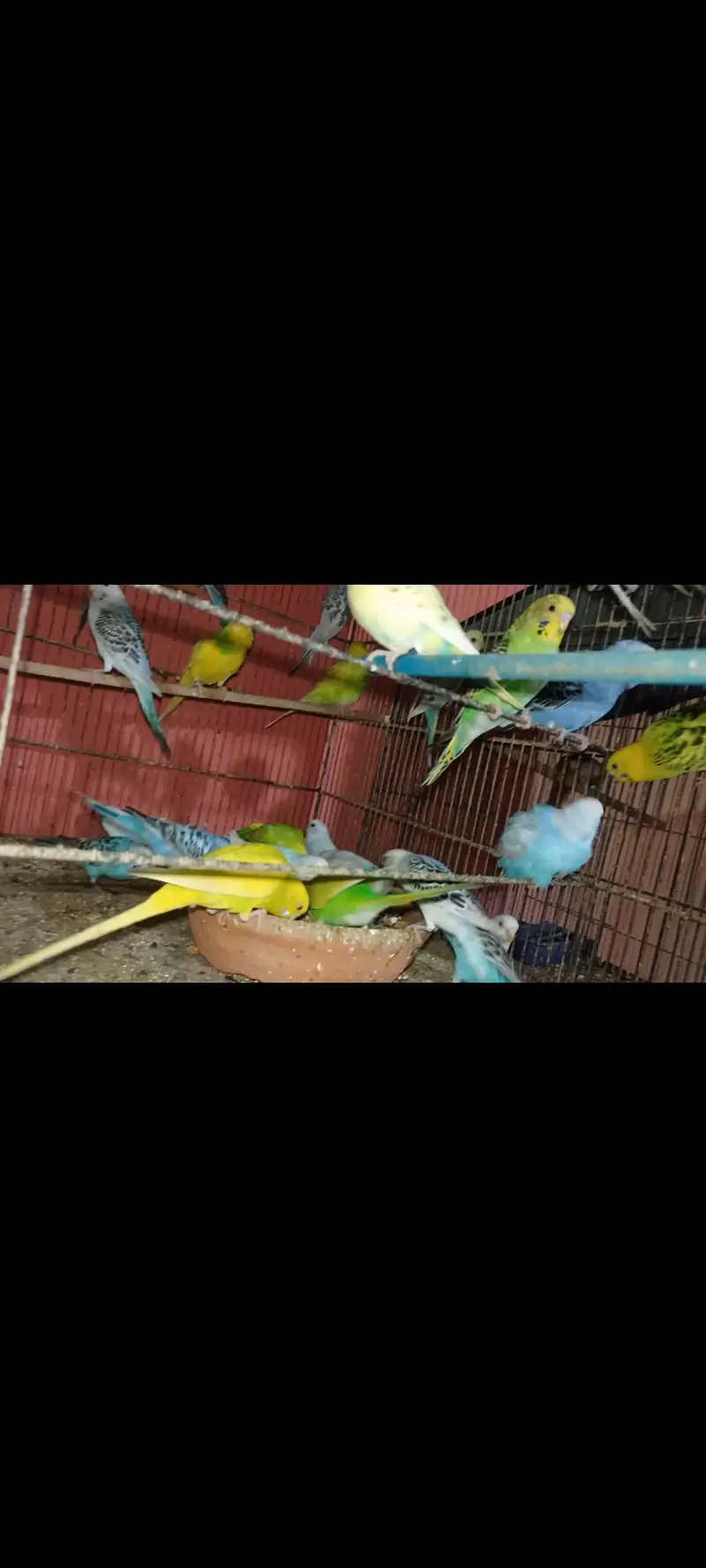 handtame conure pair — photo 7