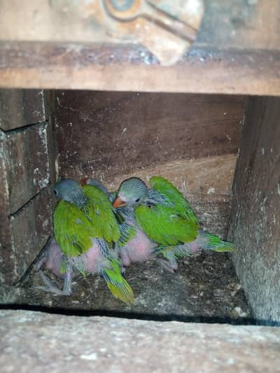 parrot chicks for sale