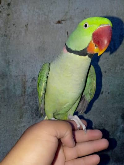 hand Tame and talking male 03466646453