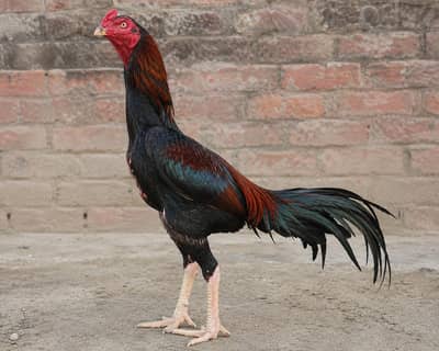 pure lasani aseel ha