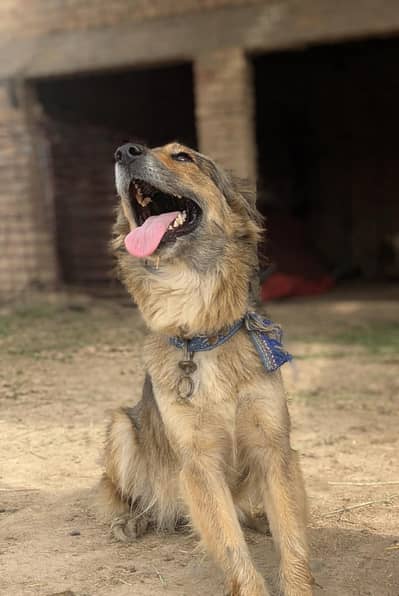 female dog for sale