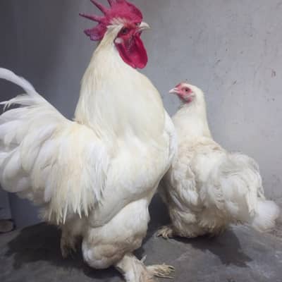 White buff pair