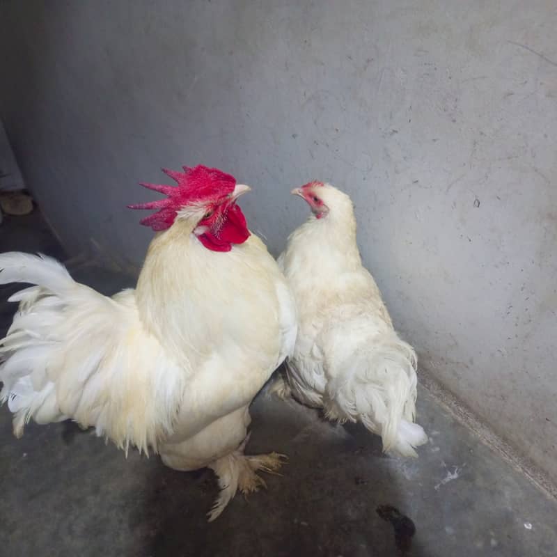 White buff pair 2