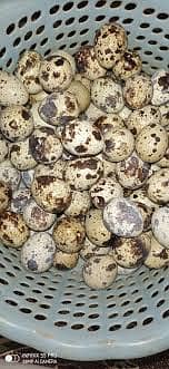 Quail 2