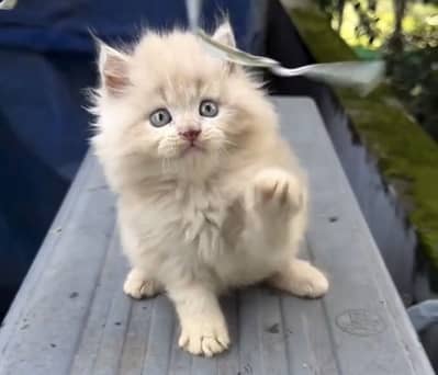 Quality Persian Punchface cat & kitten. moreWhatsApp 03286040437