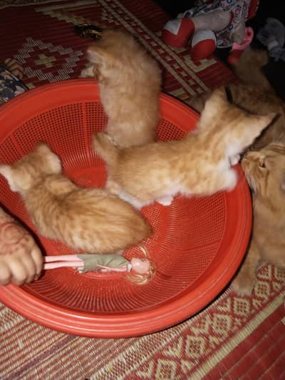 1 month age