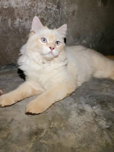 Rare Blue- Eyed Long Hair Cat Available for sale