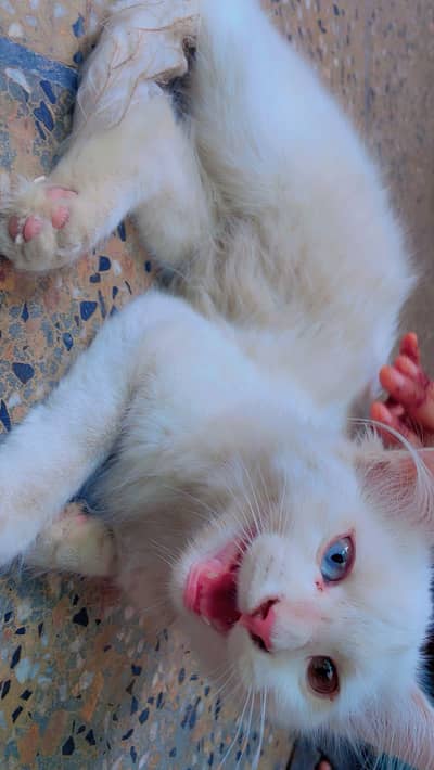 Persian cat for sale