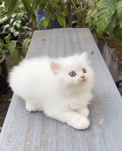 Quality Persian Punchface cat & kitten. moreWhatsApp 03286040437