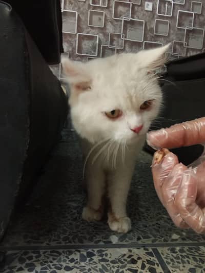 Persian male cat for sale