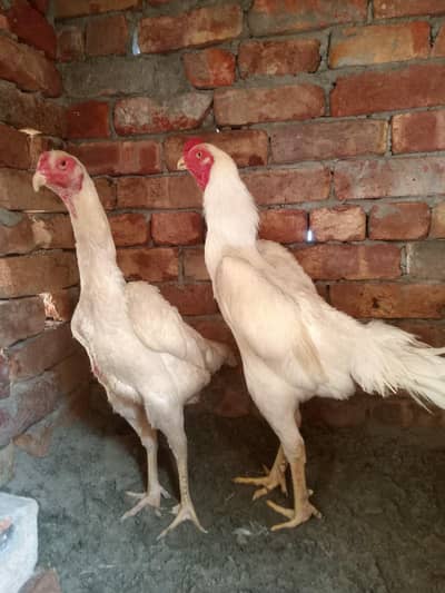 White Shamo Aseel Pair