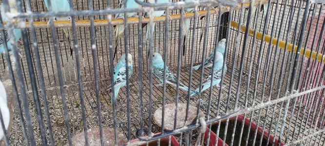 Budgies phatty ready to first bread
