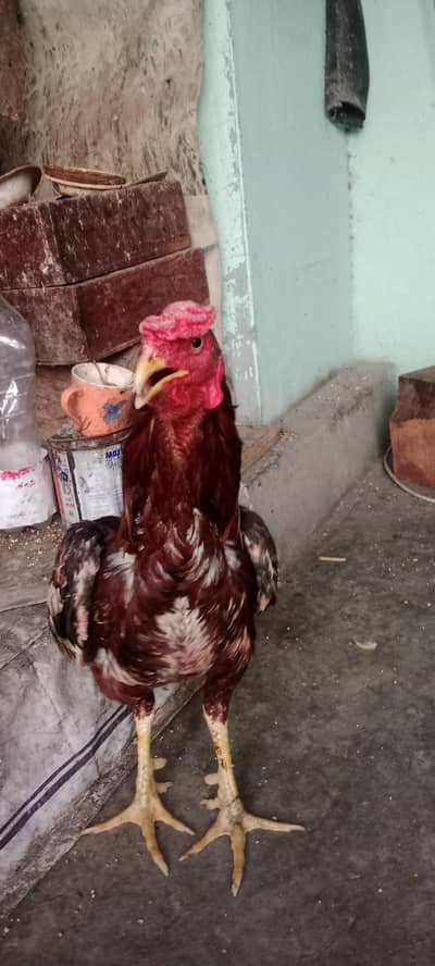 Aseel murgi or Murga urgent for sale