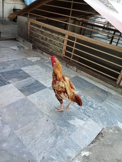 sajra aseel patha for sale