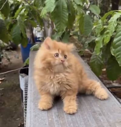 Quality Persian Punchface cat & kitten. moreWhatsApp 03286040437