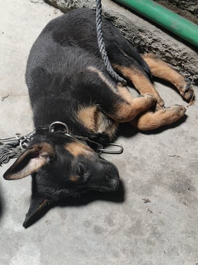 German Shepherd cross Alsition