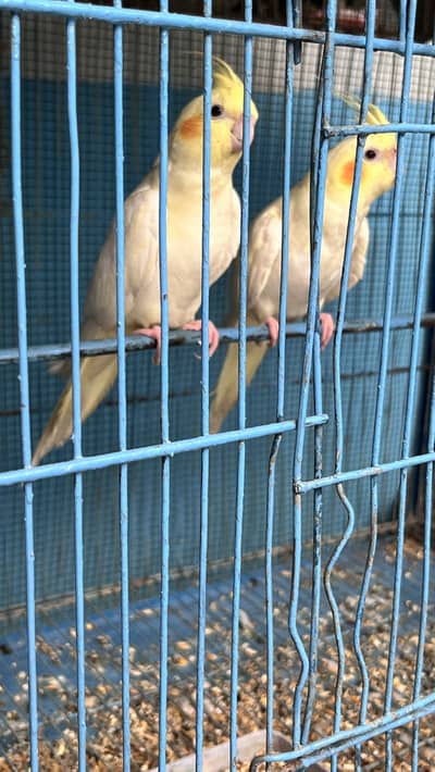cockatiel