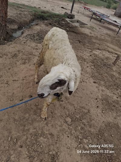 sheep 2nd time pregnant pregnancy from 12 days