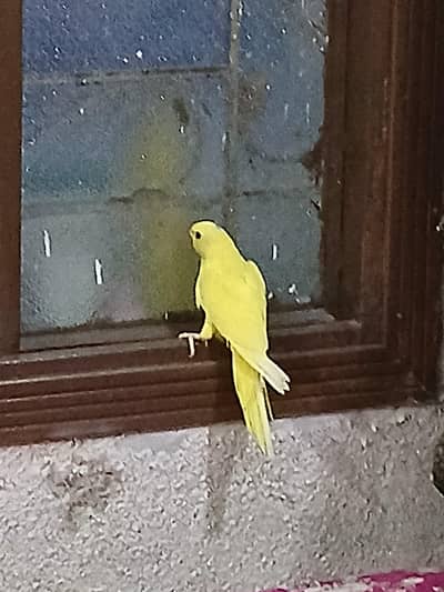 i want to sale my parrot
