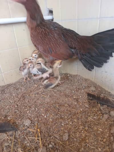 chick for sale