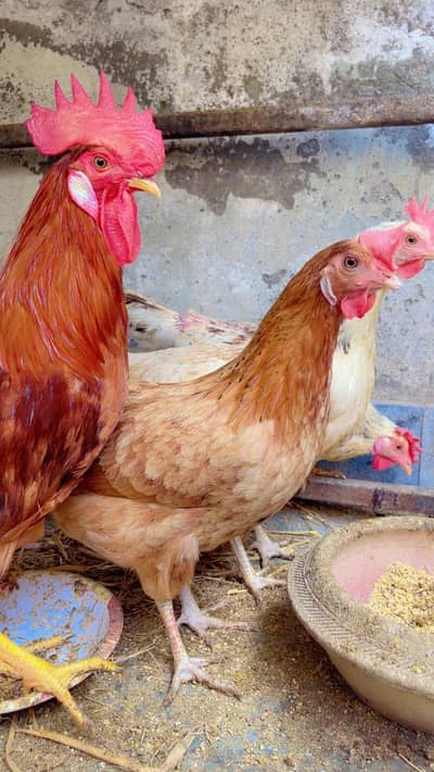 Golden Misri Hens | Desi Eggs Laying Hens for Sale
