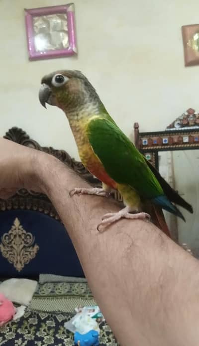Green Chick Conure Fly Tame full controlled