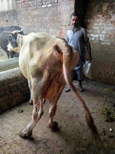 3sra sua cow milk 14kg sath wachi