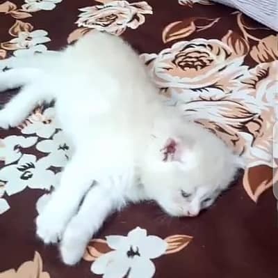 Persian cat triple code healthy active sirf Lene Wale hi log rapata
