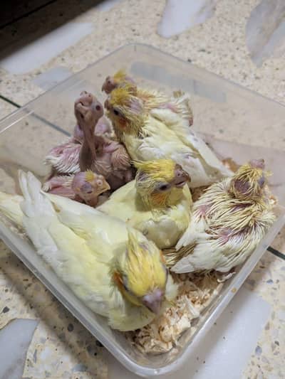 HANDTAME COCKATIEL CHICKS