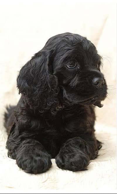 Cocker spaniel  Dog | Cocker spaniel  available for sale