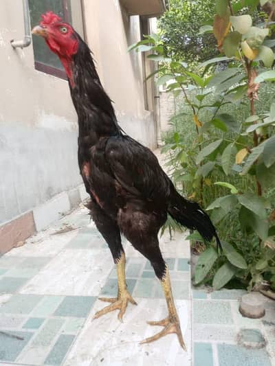 aseel murga for sale Umar Yara maine