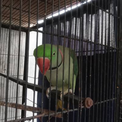 jumbo,size rawo parat